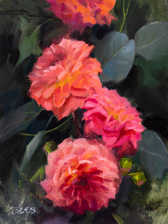 Pink Dahlias