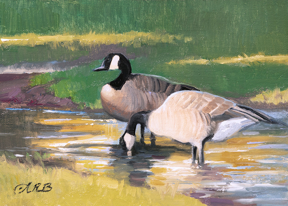 Canada Geese