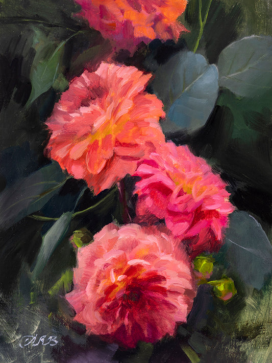Pink Dahlias
