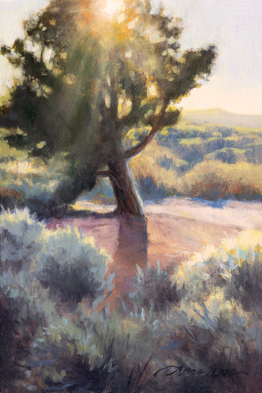 Sunset, through the Juniper Tree