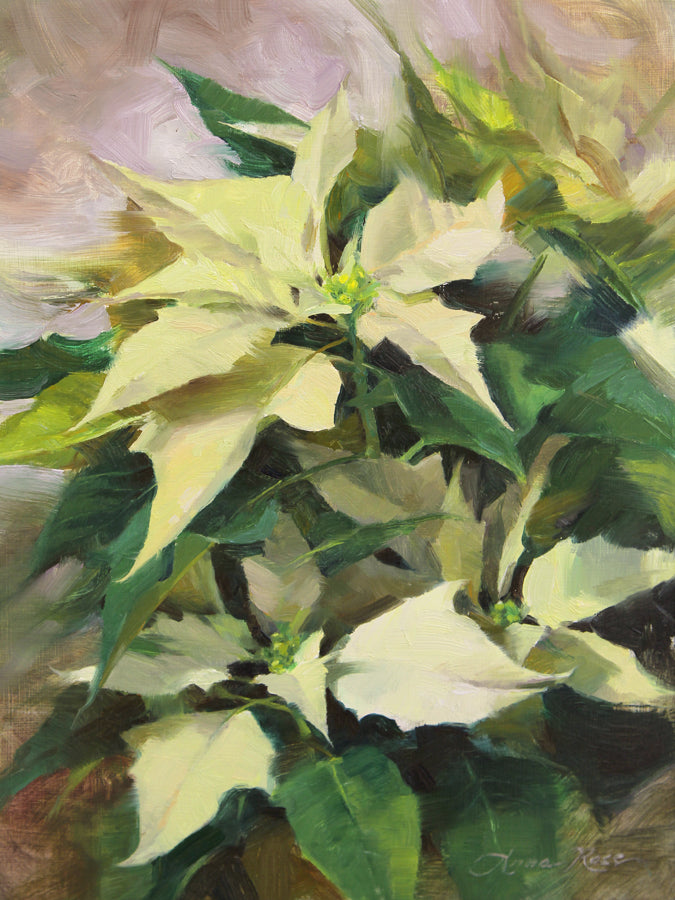 Pale Poinsettias